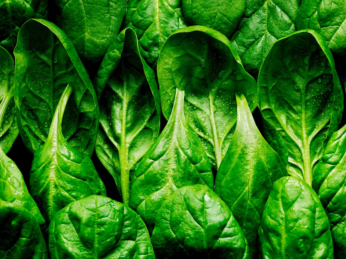 Spinach - Karen Thomas Photography