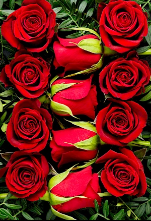 Photograph of Autograph Roses for Marks and Spencer