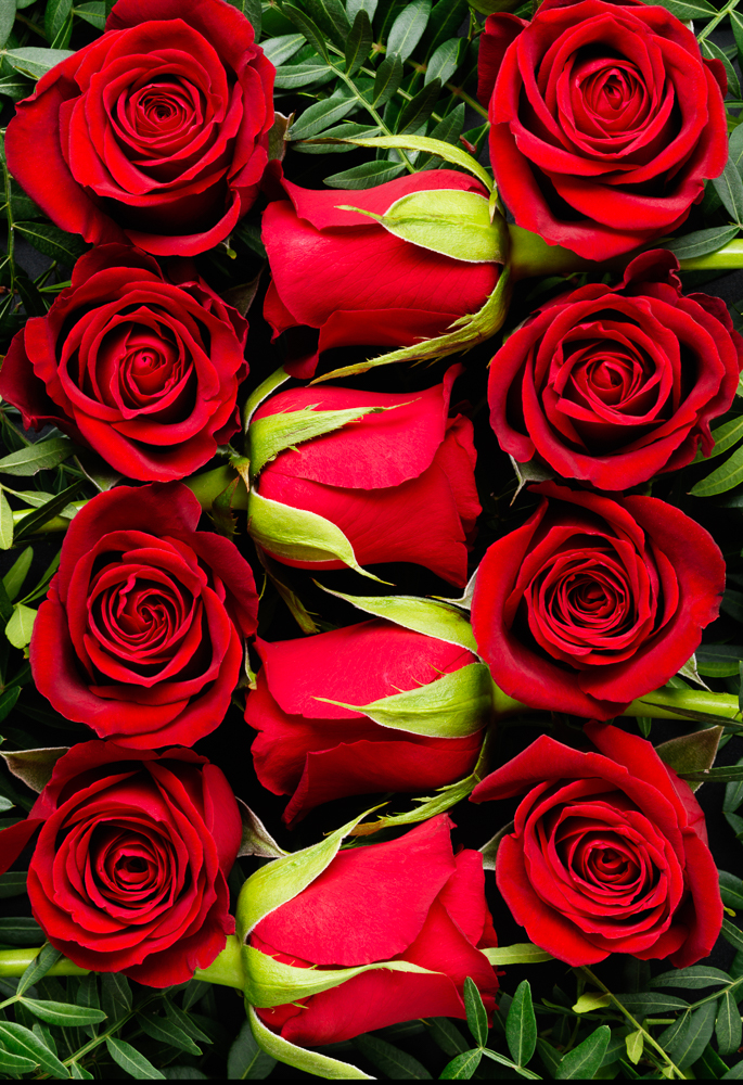 Photograph of Autograph Roses for Marks and Spencer
