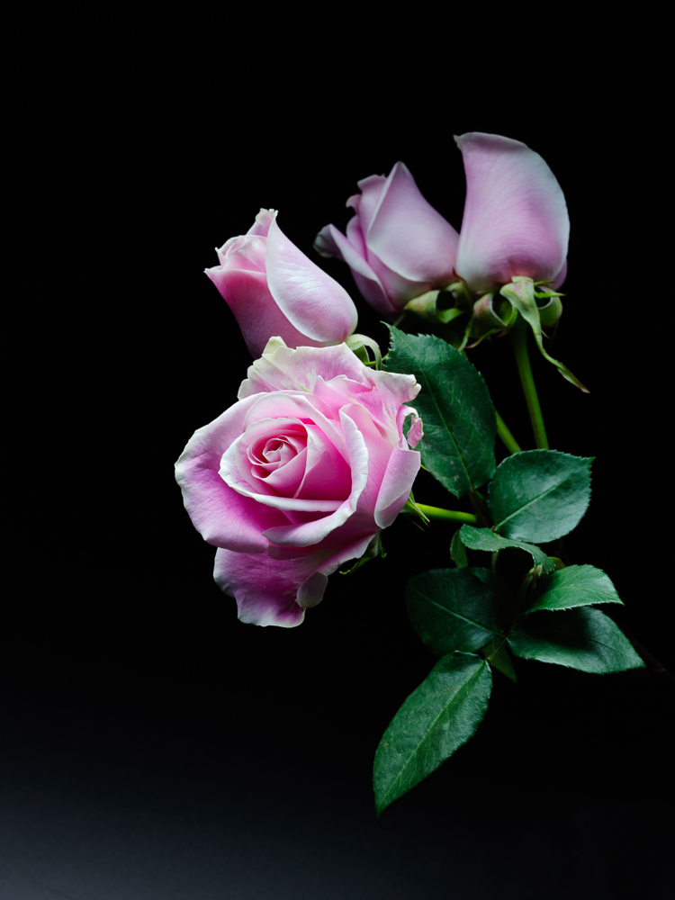 Marks and Spencer Pale Pink Roses